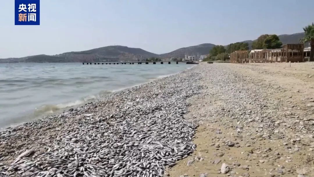 整座城市恶臭逼人！上百吨死鱼堵塞希腊港口，这个旅游胜地进入紧急状态  第1张